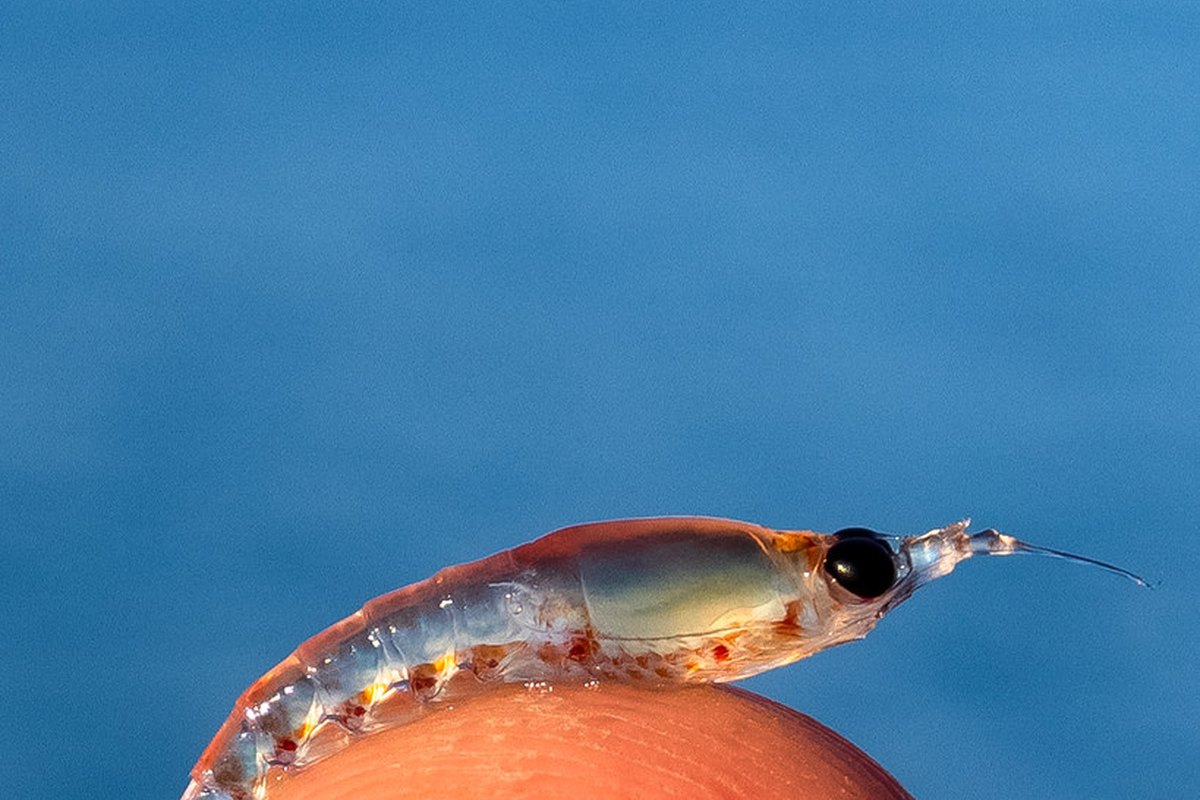 Krill, a principal dietary source of astaxanthin diesters