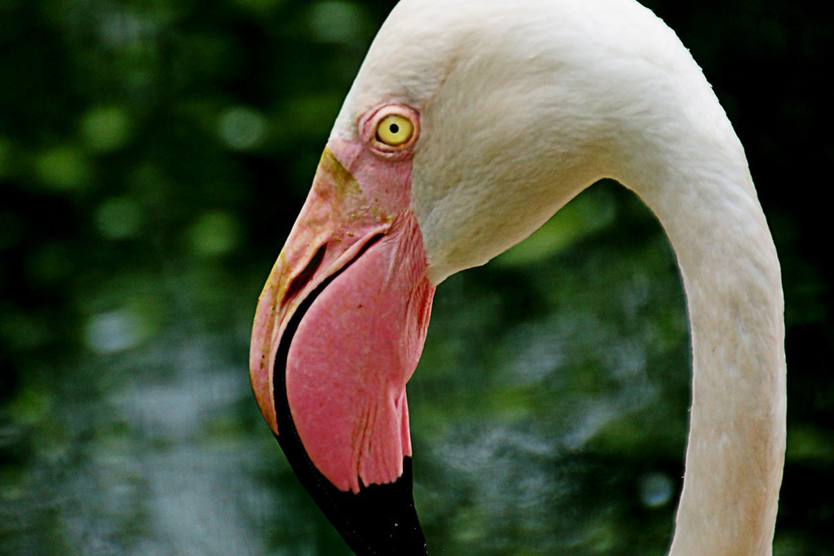 Flamingo, pink from dietary carotenoids including astaxanthin