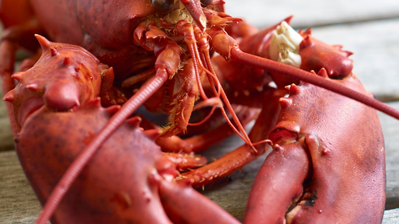 Cooked lobster showing astaxanthin red shell pigment
